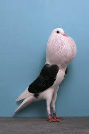 Behold The Shield Cropper Pigeon Guzel Kuslar Hayvanlar Kus