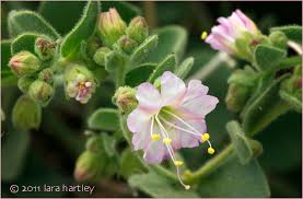 Image result for Volusia amboinensis