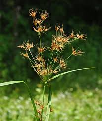 Image result for Agrocharis pedunculata
