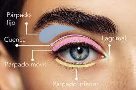 We would like to show you a description here but the site won't allow us. Las Partes Del Ojo Que Debes Conocer Al Maquillarte