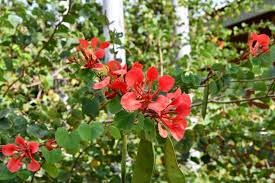 Image result for Bauhinia galpinii