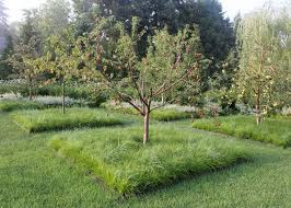 I have warrigal greens and nastursiums under the fruit trees. 18 For The Orchard Ideas Fruit Trees Garden Orchard Design
