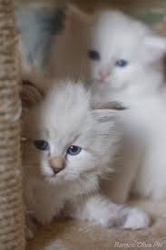 People always ask, what color is luna? in this video, we discuss the neva masquerade variation of siberians.see what it's like living with a siberian cat. Claricats Argentina Gatos Siberianos Neva Masquerade Y Scottish Fold Photos Facebook