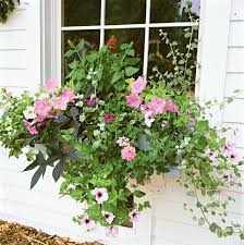 Densely planted exterior window boxes. Easy Recipes For Beautiful Window Boxes In Sunny Spots Better Homes Gardens