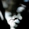 Ask pest control for advice. Alpha Pest Control Ltd In Preston Lancashire Pr1 9xa