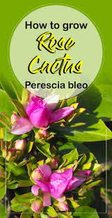 Other articles where rose cactus is discussed: How To Grow Rose Cactus Growing Pereskia Bleo In A Container