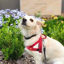 They have a soft and long double coat. Chihauhua Corgi Karisimi Veterinerler Tarafindan Incelendi Kacinilmasi Icin 3 Neden Karma Cins Kopekler