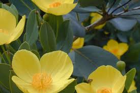 California native flowering plants and wildflowers. Garden Q A Year Round Color In A California Native Garden California Native Plant Society