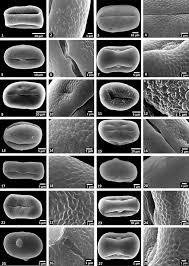 Image result for Indigofera rhytidocarpa