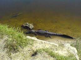 Generally, the most dangerous animals only attack when provoked. Pin On Florida