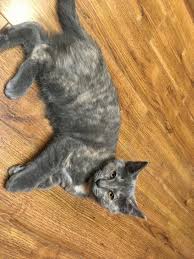 Visit your local eugene petsmart store for essential pet supplies like food, treats and more from top brands. Manx Cats For Sale Eugene Or 309340 Petzlover