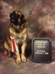 More images for leonberger puppies for sale ny » Throwback Thursday Mercedes The Leonberger
