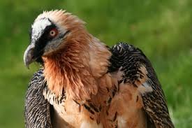 Tower of Silence in Mumbai in Mumbai ...