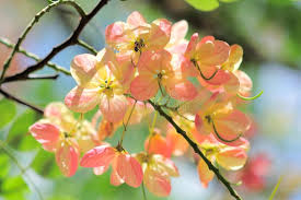 Image result for Fabaceae subfamily Caesalpinioideae