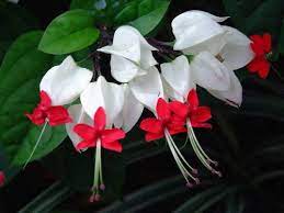 Pin On Flowers