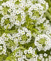 Hot Annuals For Your 2013 Garden Lobularia Frosty Knight Annuals Plants Fragrant Plant Alyssum Plants