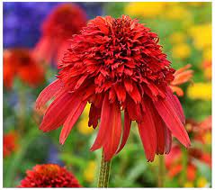 Maybe you would like to learn more about one of these? Cottage Farms 3 Piece Hot Papaya Coneflowers Qvc Com