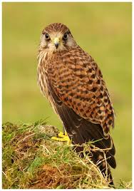 Uk Birds Of Prey Images Kestrel C By Geoffrey Baker Captive Bird Wales Uk Pet Birds Kestrel Animal Of Scotland