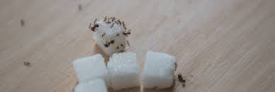 Astuces Naturelles Pour Se Debarrasser Des Fourmis Page 2 Of 2