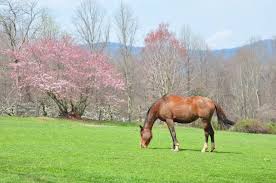 Mainly used for fuelwood and charcoal. 7 Great Flowering Trees For North Carolina Progardentips