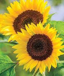 Sunflower Busy Bee Burpee Sunflower Flower Sunflower Flower Seeds