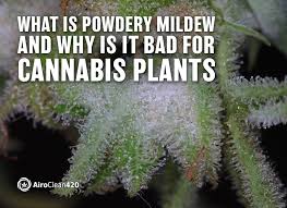 However, white mold can also be very dangerous and should be dealt with as soon as possible. What Is Powdery Mildew And Why Is It Bad For Cannabis Plants