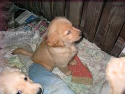 Golden retriever for sale in syracuse, ny. Awesome Golden Retriever Puppies For Sale In Binghamton New York Classified Americanlisted Com