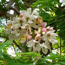 Image result for Cassia nodosa