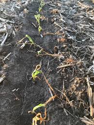 Late May frost bites Iowa farmer