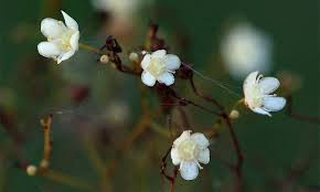 Image result for Gymnosporia matoboensis