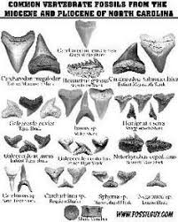 Pdf Fossil Identification Sheet Of Common Miocene And