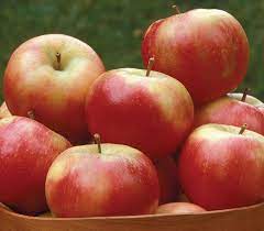 The fruit ripens in early october and is noted for its sweet flavor and. Snowsweet Apple Knowledgebase Johnson S Nursery