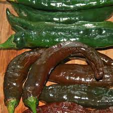 We did not find results for: Pasilla Bajio Hot Pepper Plants For Sale Free Shipping