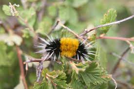 Each segment of these insects has a wart that sprouts tufts of fine hairs. Fuzzy Yellow Black Caterpillar Lophocampa Maculata Bugguide Net