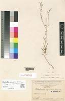 Image result for Kohautia caespitosa