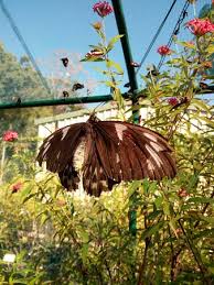Smoking, tobacco products and devices, and electronic smoking devices are not allowed on butterfly house property including all buildings, grounds, restrooms and parking lots. Butterfly Friendly Potted Plants Bribie Island Picture Of Bribie Island Butterfly House Tripadvisor