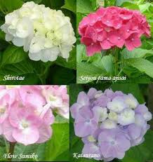 Raib entah kemana a d dm a tercabut dari jambangan. Jual Bibit Tanaman Bunga Pancawarna Di Lapak Kembang Desa Bukalapak