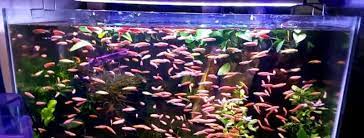 Berikut ini adalah beberapa jenis ikan hias yang mudah beranak: Budidaya Ikan Hias Ide Bisnis Menguntungkan Yang Bisa Anda Coba Abc Semanggi Aplikasi Pembukuan Paling Top Di Indonesia