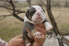 Five years prior to ukc recognition, the breed was registered by the former canine developmental. Buy Bulldog Puppyallot Of Bully Olde English Bulldogges