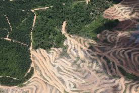 La contaminación del agua c. 22 Impactantes Imagenes Del Avance De La Deforestacion En Los Bosques De Latinoamerica Y El Mundo