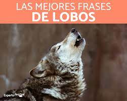 Maybe you would like to learn more about one of these? 100 Frases De Lobos Solitarios Cortas Y Mas