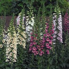 Her arrangements were beautiful and fit our wedding vision perfectly. Digitalis Foxglove Camelot Mix Tray Of 40 Plug Plants Brookside Nursery