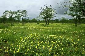 Image result for Tribulus zeyheri