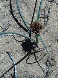 Image result for Cyperus pseudoleptocladus
