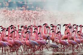 Resultado de imagen de doÃ±ana flamencos