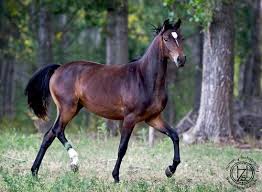 Black And Brown Horse Black And Brown Horse Trotting Around In The Wild I Love Horses And I Think This One Is My Favorite Yet Pretty Horses Beautiful Horses Horses