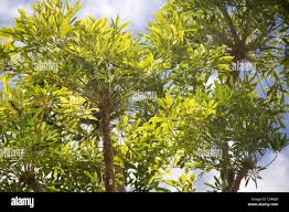 Image result for Cussonia zimmermannii