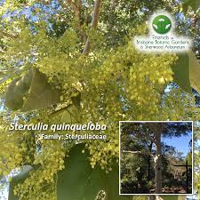 Image result for Sterculia quinqueloba