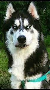 Dax Oh My I Am In Love Little Husky Dog Photos Husky Dogs