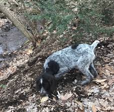 Why buy a german wirehaired pointer puppy for sale if you can adopt and save a life? German Wirehaired Pointer Puppies For Sale Ephrata Pa 247657